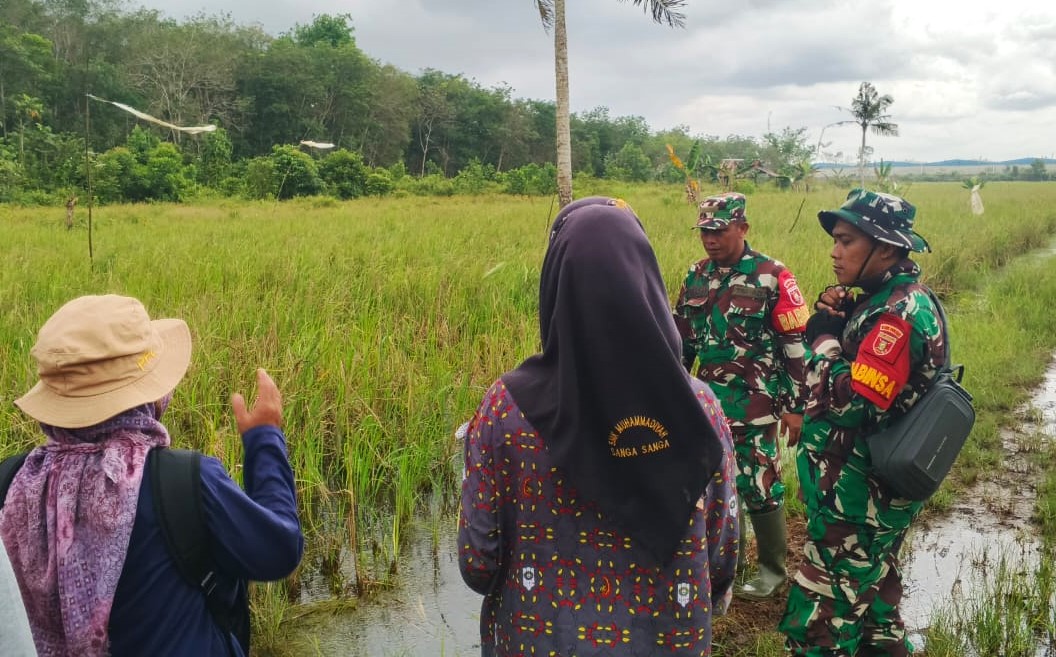 Wujud Sinergitas, Babinsa Bersama PPL Pertanian Lakukan Peninjauan LTT