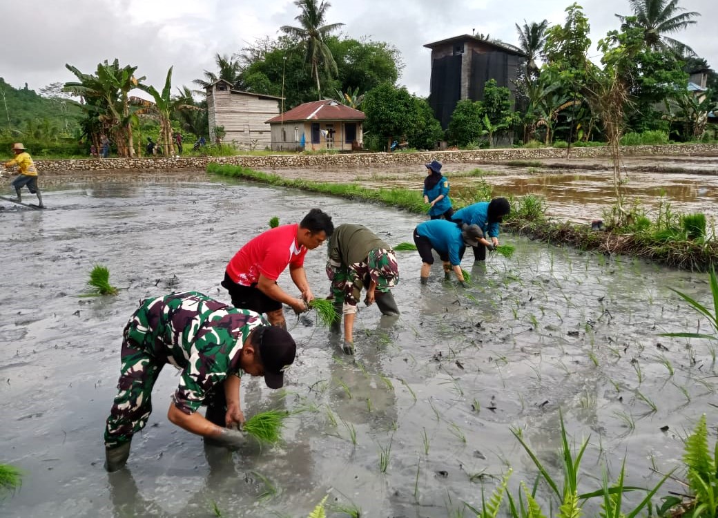 Dukung Ketahanan Pangan, Koramil Loa Kulu Bersama Poktan Hidayatullah Baru Tanam Padi Varietas Mikongga