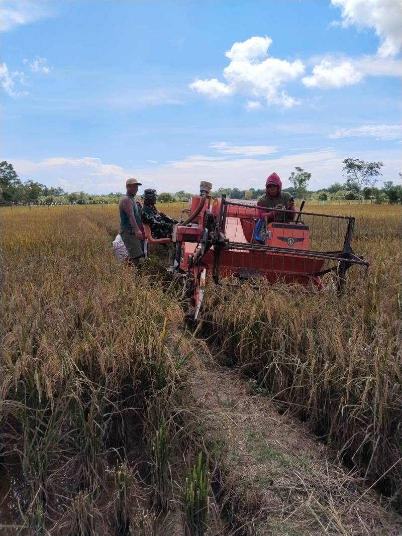 Pendampingan Pertanian oleh Babinsa Koramil 1004-11/Plb untuk Meningkatkan Produktivitas