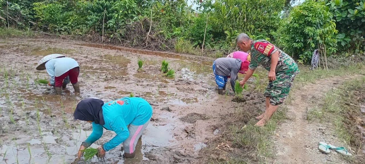 Dampingi Petani, Babinsa Koramil 0908-03/Anggana Bantu Tanam Padi di Wilayah Binaan