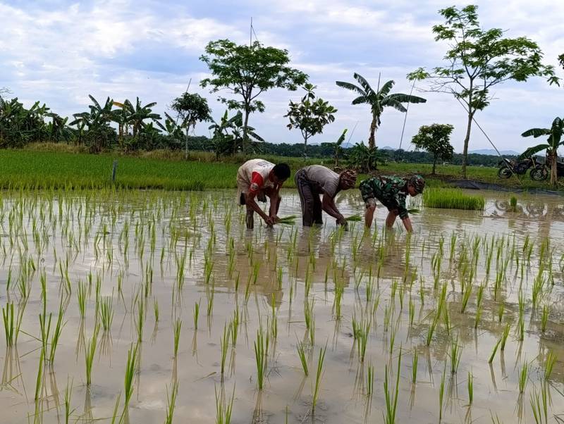 Dukungan TNI dalam Ketahanan Pangan, Babinsa Terjun ke Sawah Bantu Tanam Padi