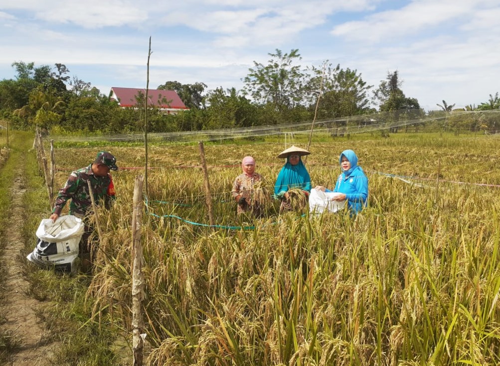 Dampingi Kegiatan Panen Padi, Babinsa Jongkang Sebut Varietas Mikongga Hasilkan 4,7 Ton Per Hektar
