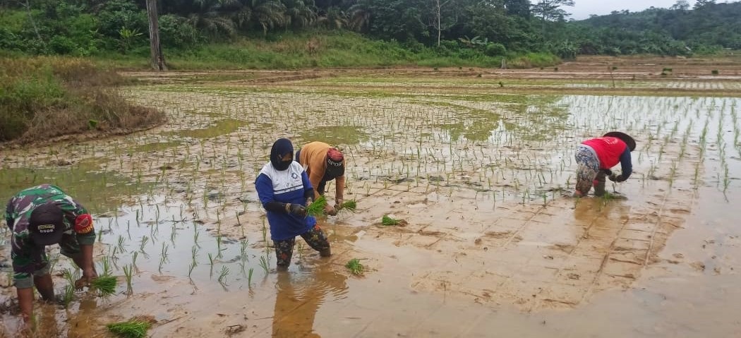 Tingkatkan Ketahanan Pangan, Babinsa Dampingi Petani dalam Penanaman Padi di Wilayah Binaan