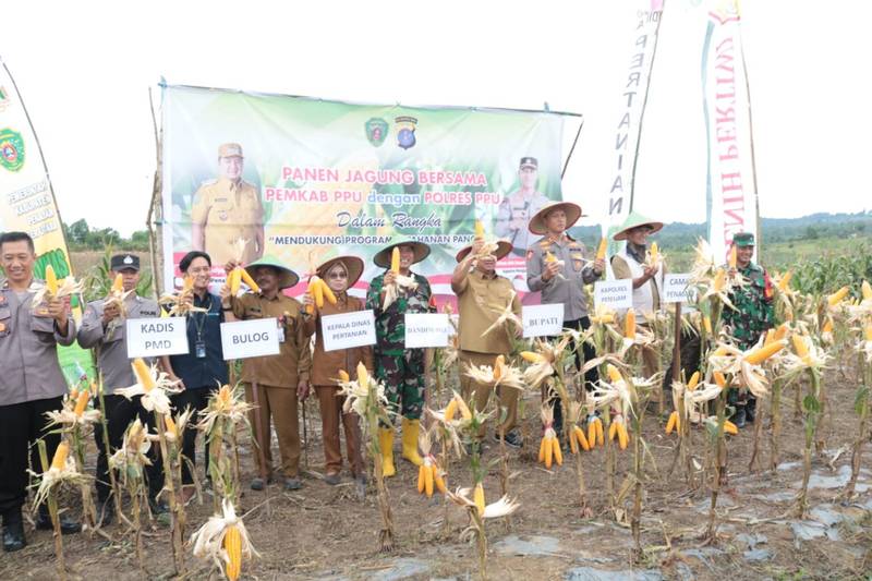 Dukung Hanpangan, Danramil 01/Penajam Dampingi Bupati PPU Dan Kapolres PPU Panen Raya Jagung