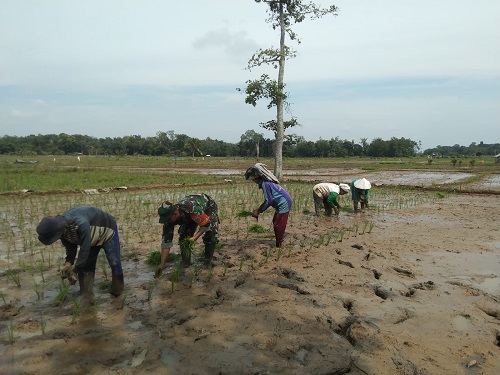 Babinsa Koramil Haruyan Dampingi Petani Wujudkan Luas Tambah Tanam di Teluk Masjid