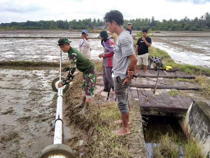 Babinsa Sesumpu Pendampingan Petani Tabur Benih Padi