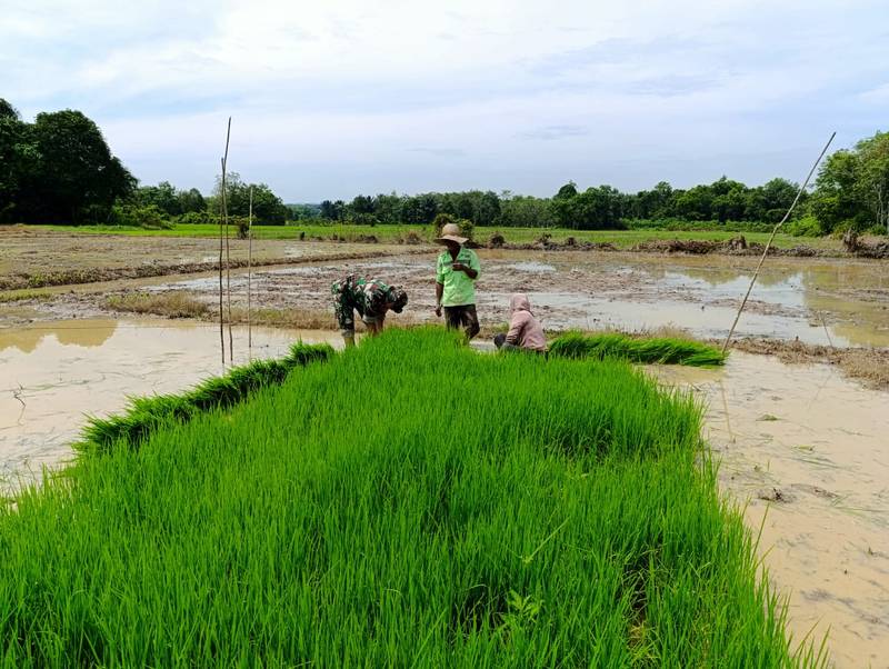 Babinsa Sertu Wahyudi: Pahlawan Ketahanan Pangan di Tapin