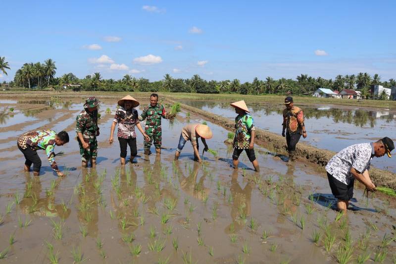 Pormas Menjadi Percontohan, Wakil Bupati PPU Tanam Padi Di Demplot Kodim 0913/PPU