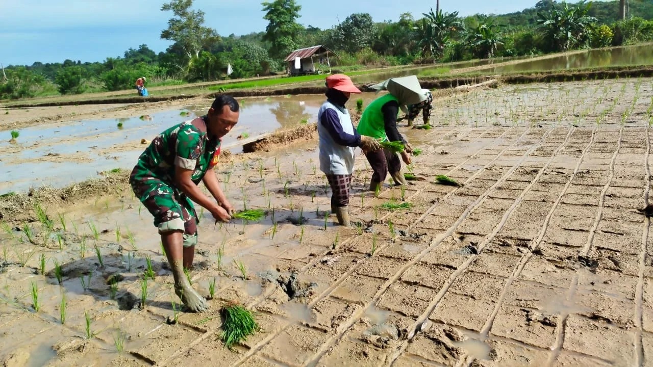Masuk Musim Tanam, Babinsa Bersama Petani Kompak Turun ke Sawah
