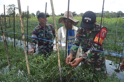 Pengambau Hilir Luar Berpotensi, TMMD Hadirkan Sinergi dengan Petani Cabe