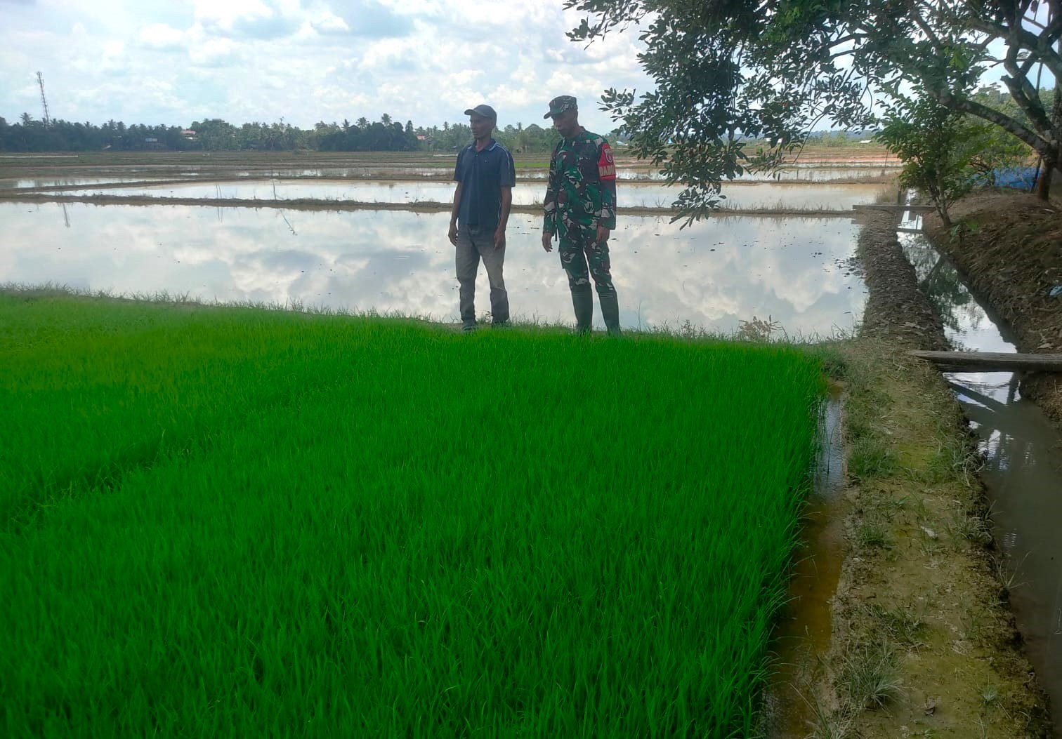Babinsa Bersama Petani Lakukan Pengecekan Penyemaian Bibit Tanaman Padi