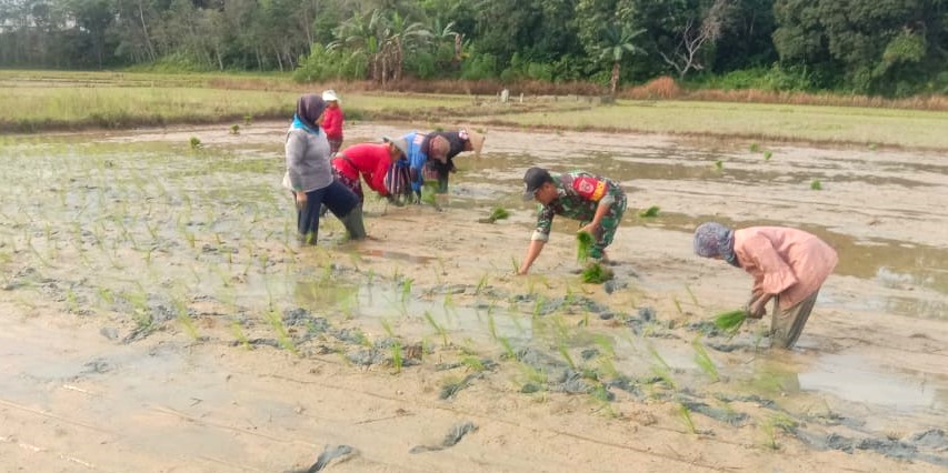 Wujudkan Ketahanan Pangan, Babinsa Terjun Langsung ke Sawah Lakukan Tanam Padi