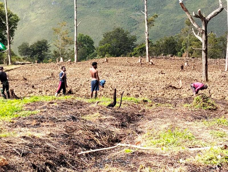 Penggarapan Lahan 2 Ha di Kampung Konikme: Satgas Yonif 614/RJP dan Masyarakat Berkolaborasi untuk Ketahanan Pangan