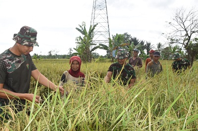TMMD ke-124 Kodim 1002/HST Turun Tangan Bantu Petani Panen Padi di Haruyan