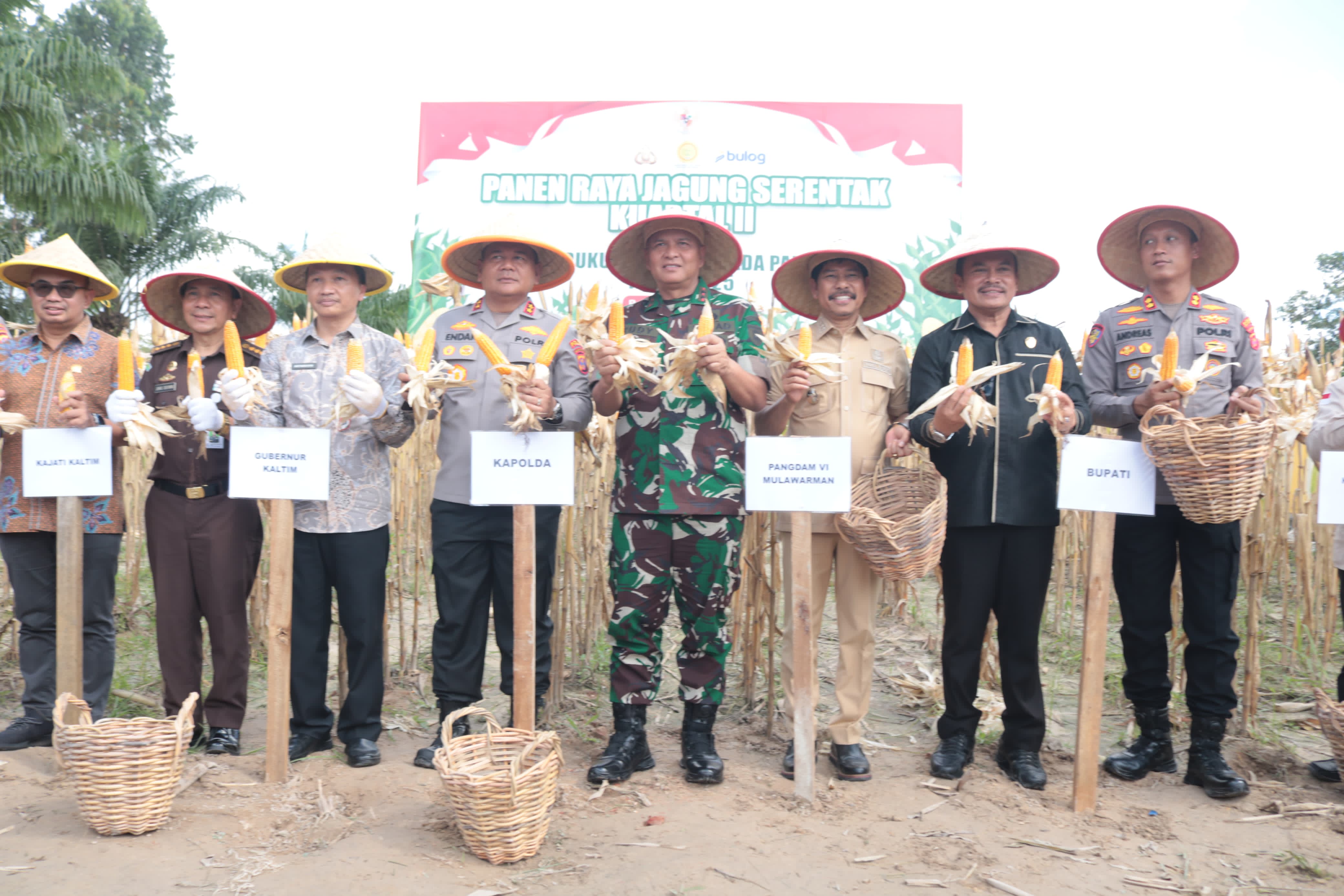 Langkah Nyata Ketahanan Pangan: Pangdam VI/Mulawarman Ikuti Panen Raya Jagung di Penajam