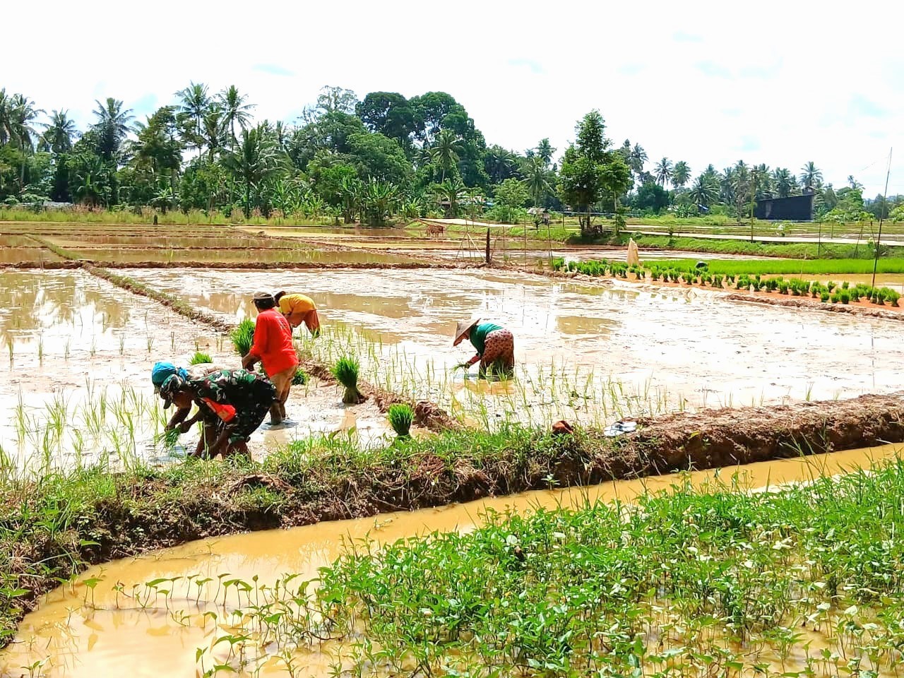 Babinsa Sumbersari Lakukan Pendampingan Kegiatan Penanaman Padi Seluas 34,3 Ha