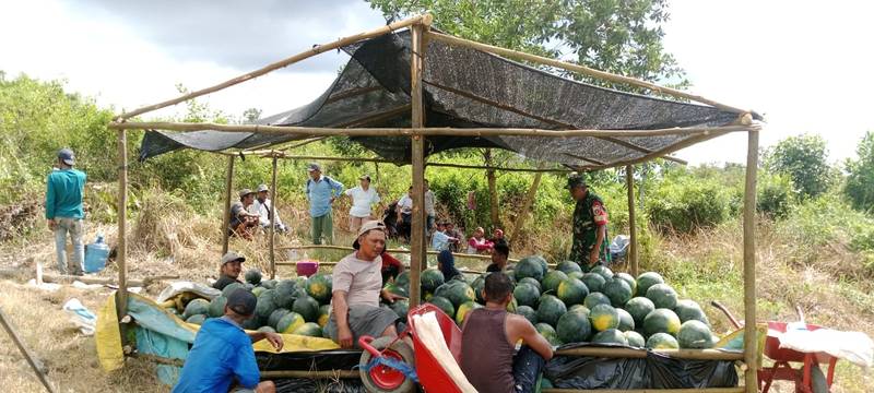 Beri motivasi, Babinsa Koramil 0908-02/Muara Badak Komsos Dengan Petani Semangka