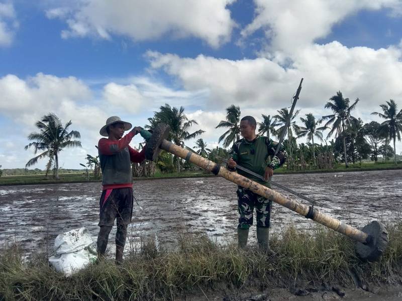 Babinsa Desa Semangko Dampingi dan Bantu Petani Tanam Padi Dengan Sistem Tabela