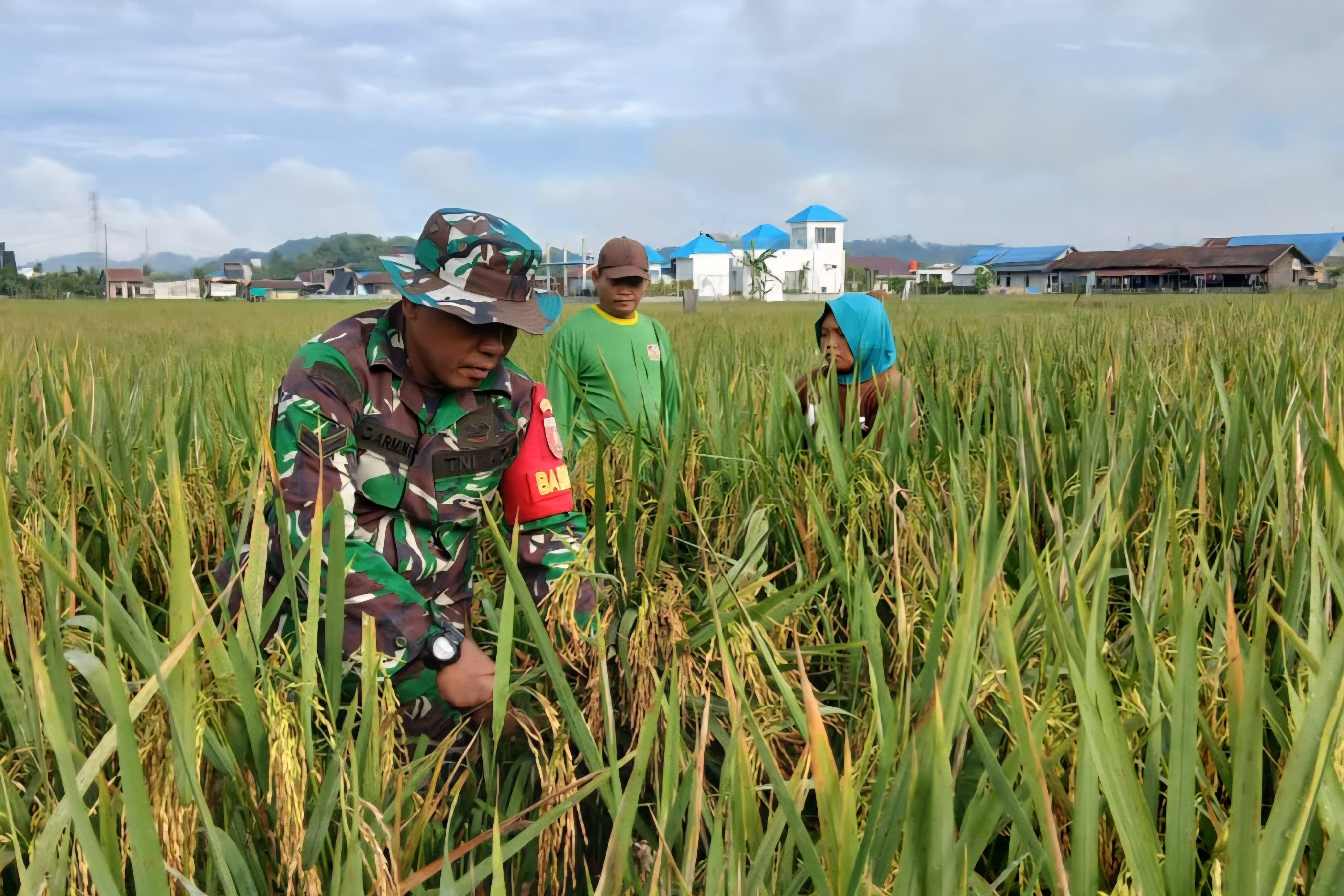 Babinsa Dampingi Petani Panen Padi Di Wilayah Binaan