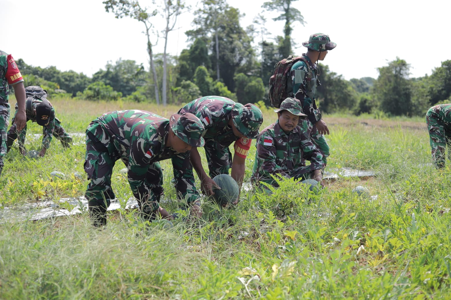Dukung Ketahanan Pangan, Kompi Produksi Kodim 0910/Malinau Panen 3,5 Ton Semangka